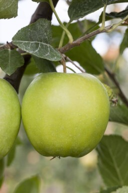 Malus domestica 'Golden Delicious' hoogstam 12/14