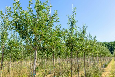Malus domestica 'James Grieve' hoogstam