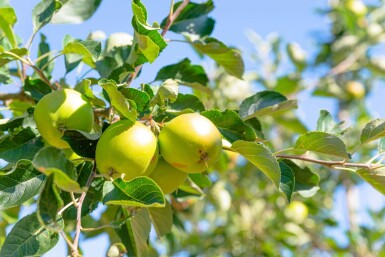 Malus domestica 'James Grieve' hoogstam 10/12