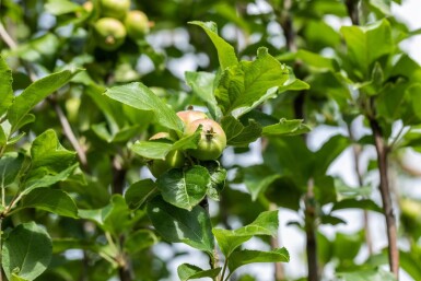 Malus domestica 'James Grieve' hoogstam 10/12