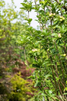 Malus domestica 'James Grieve' hoogstam 10/12