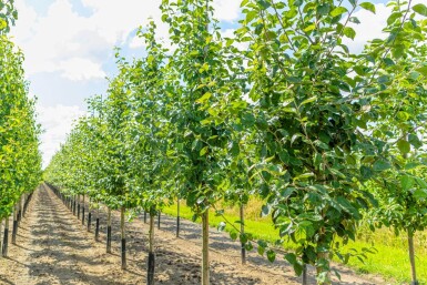 Malus domestica 'Jonagold' hoogstam