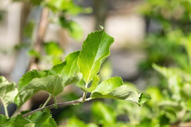 Malus domestica 'Jonagold' hoogstam 10/12