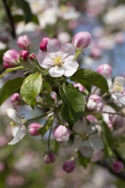 Malus domestica 'Jonagold' hoogstam 10/12