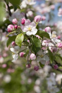 Malus domestica 'Jonagold' hoogstam 10/12