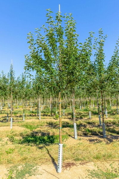 Malus domestica 'Roter Berlepsch' hoogstam 12/14
