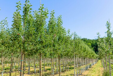 Malus domestica 'Roter Berlepsch' hoogstam