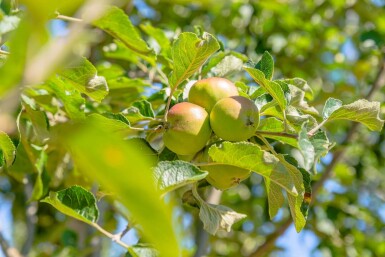 Malus domestica 'Roter Berlepsch' hoogstam 12/14