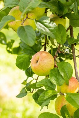 Malus domestica 'Roter Berlepsch' hoogstam 12/14