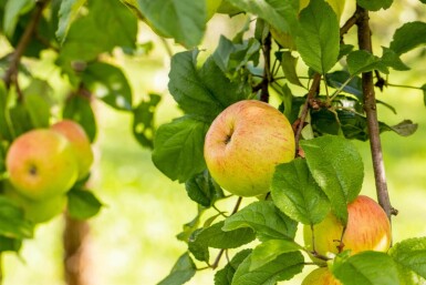 Malus domestica 'Roter Berlepsch' hoogstam 12/14