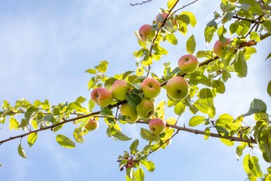 Malus domestica 'Roter Berlepsch' hoogstam 12/14