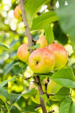 Malus domestica 'Roter Berlepsch' hoogstam 12/14