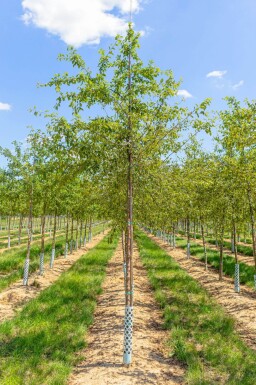 Malus floribunda hoogstam 14/16