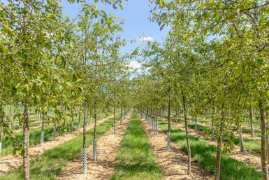 Malus floribunda hoogstam 14/16