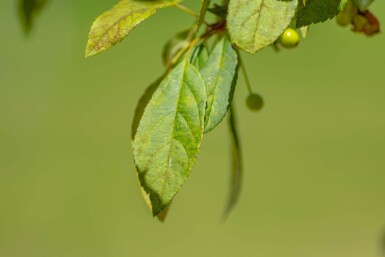 Malus floribunda hoogstam 14/16
