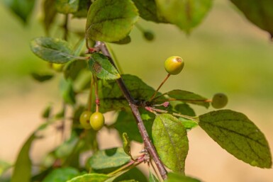 Malus floribunda hoogstam 14/16