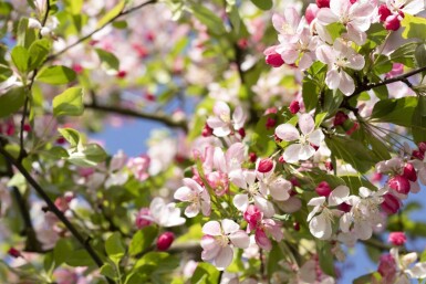 Malus floribunda hoogstam 14/16