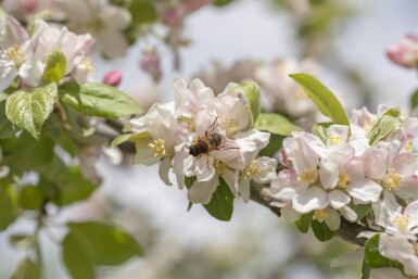 Malus floribunda hoogstam 14/16