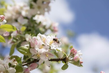 Malus floribunda hoogstam 14/16