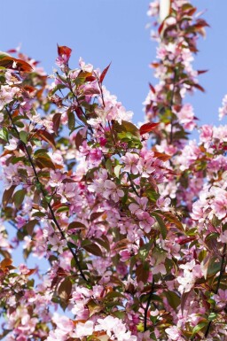 Malus floribunda hoogstam 14/16