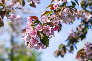 Malus floribunda hoogstam 14/16