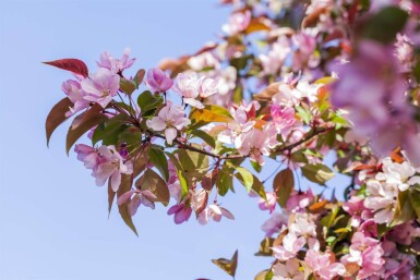 Malus floribunda hoogstam 14/16