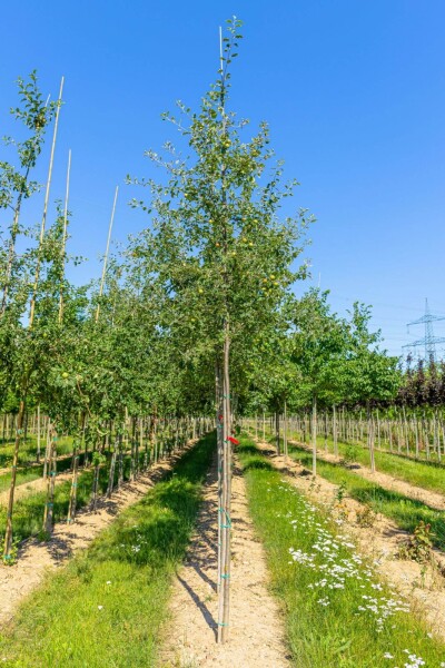 Malus sylvestris hoogstam 12/14