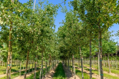Malus sylvestris hoogstam 12/14
