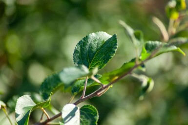 Malus sylvestris meerstammig 200-250