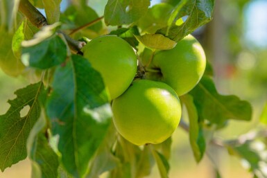 Malus sylvestris meerstammig 200-250