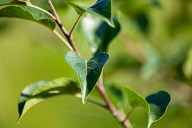Malus sylvestris meerstammig 200-250