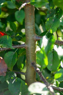 Malus sylvestris meerstammig 200-250