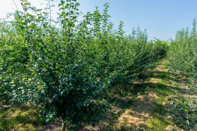 Malus sylvestris meerstammig 200-250