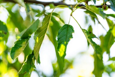 Malus toringo hoogstam