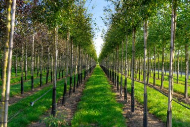 Malus toringo hoogstam