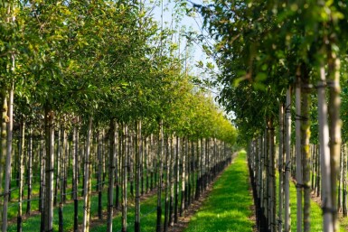 Malus toringo hoogstam