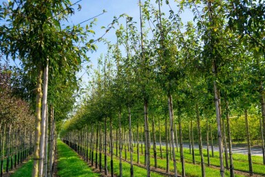Malus toringo hoogstam