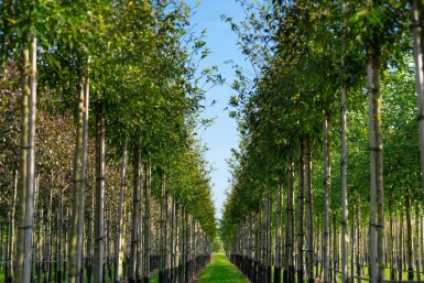 Malus toringo hoogstam