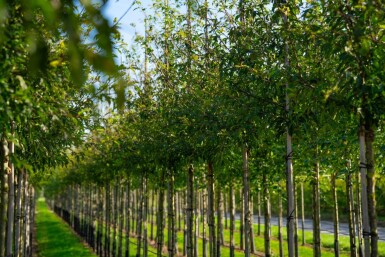 Malus toringo hoogstam