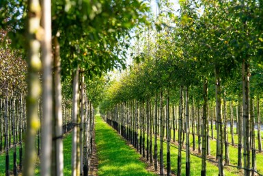 Malus toringo hoogstam