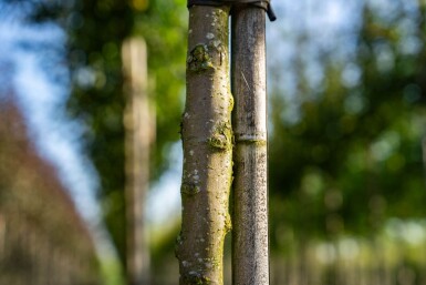 Malus toringo hoogstam