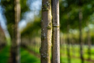 Malus toringo hoogstam