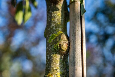 Malus toringo hoogstam