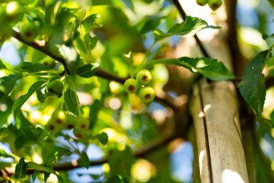 Malus toringo hoogstam