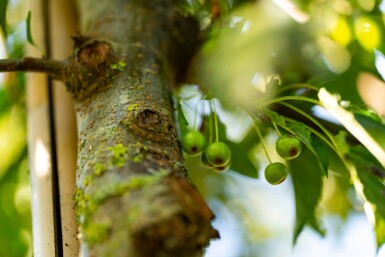 Malus toringo meerstammig