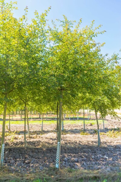Malus toringo 'Brouwers Beauty' hoogstam 12/14