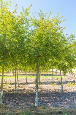 Malus toringo 'Brouwers Beauty' hoogstam 12/14