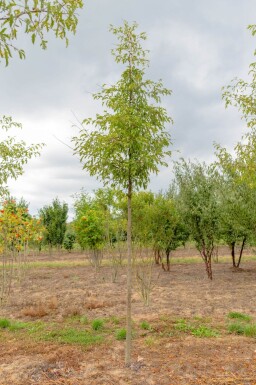 Malus toringo 'Brouwers Beauty' hoogstam 12/14