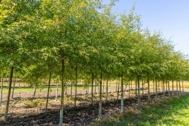 Malus toringo 'Brouwers Beauty' hoogstam 12/14