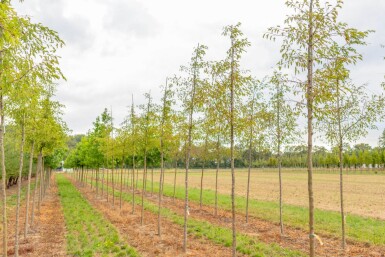 Malus toringo 'Brouwers Beauty' hoogstam 12/14